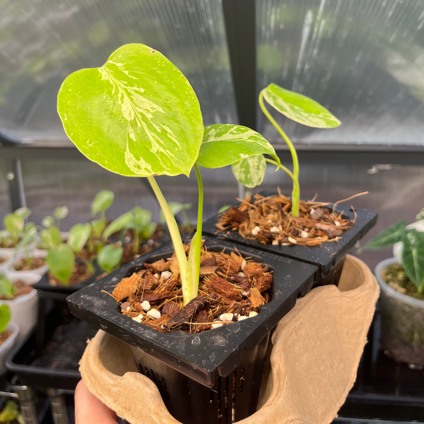 Monstera Bulbasaur
