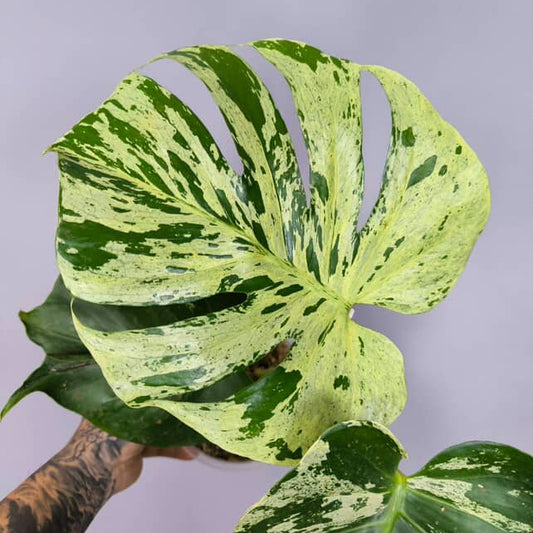 Monstera Bulbasaur