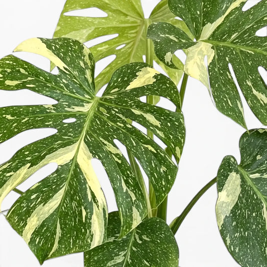 Monstera thai constellation